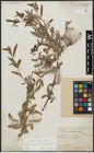 Foto von Salix acmophylloides Hausskn. & Bornm.